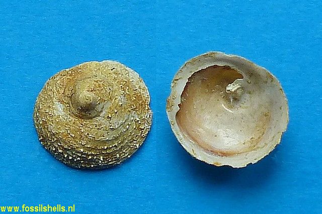 Calyptraea lamellosa