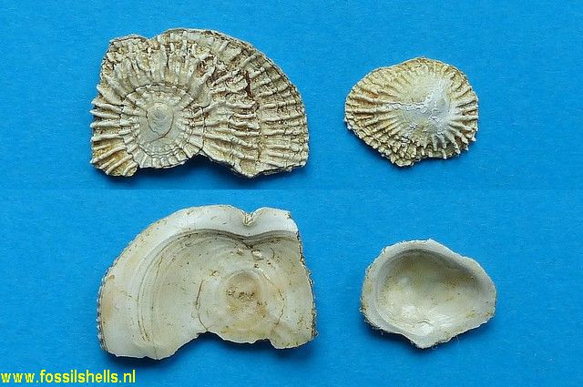 Hipponix alticosta