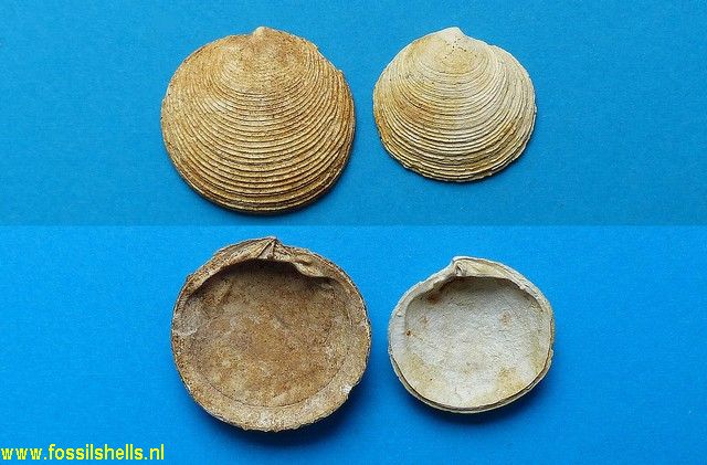 Phacoides concentricus