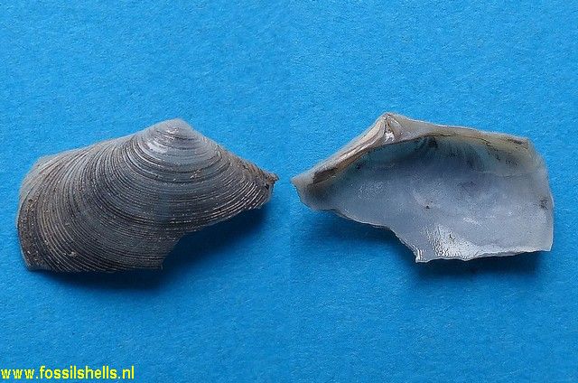 Tellina serrata subtriangula