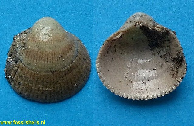 Cardium pantecolpatum