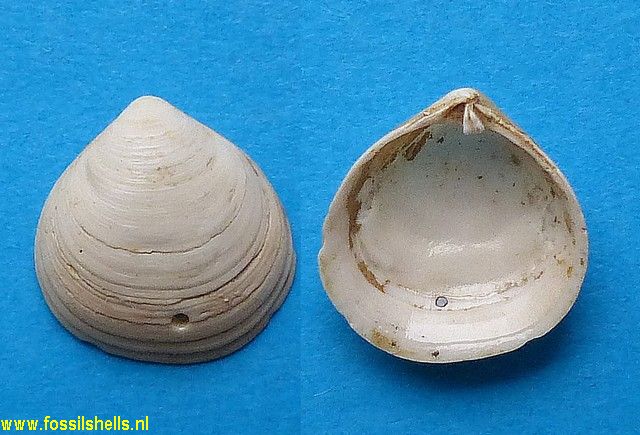 Diplodonta trigonula