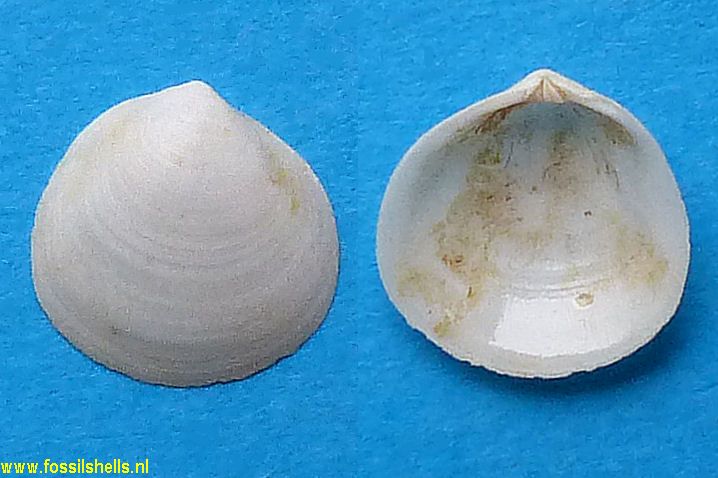 Diplodonta brevifulcrata