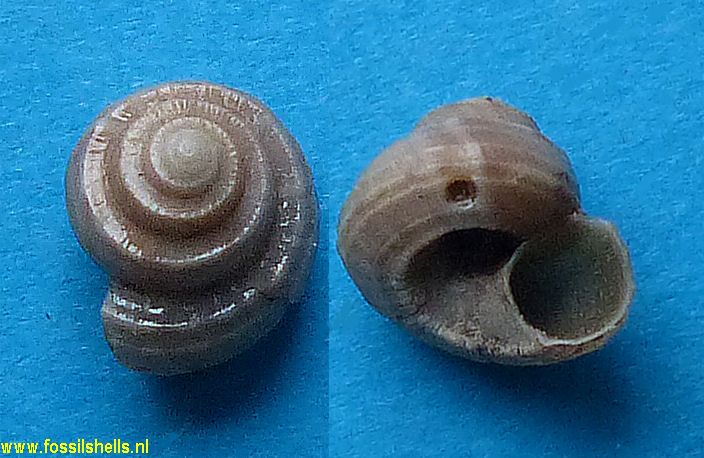 Solariella contabulata