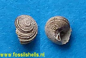 Cirsochilus granulosus
