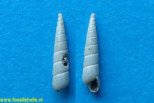 Syrnola subumbilicata bearnensis