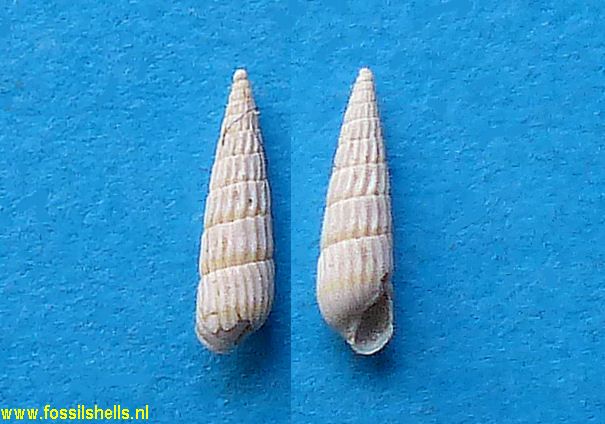 Turbonilla avitensis