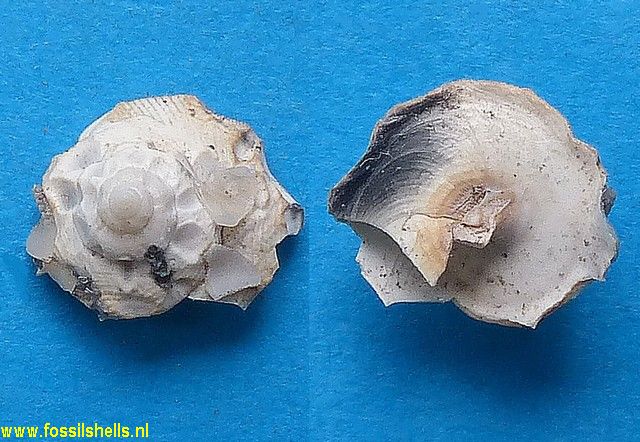 Xenophora grateloupi