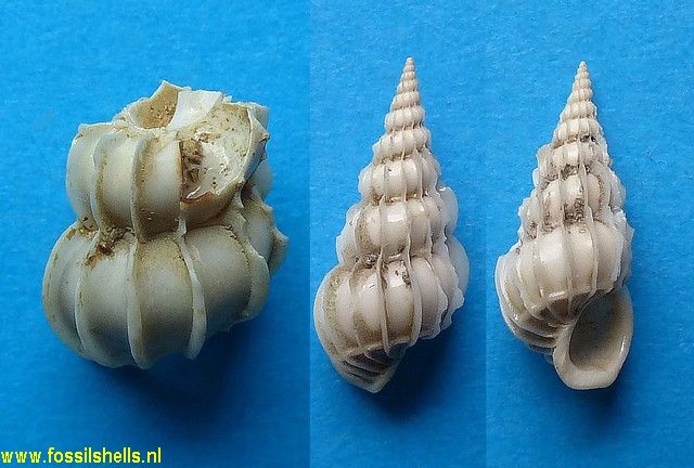 Circuloscala expectata