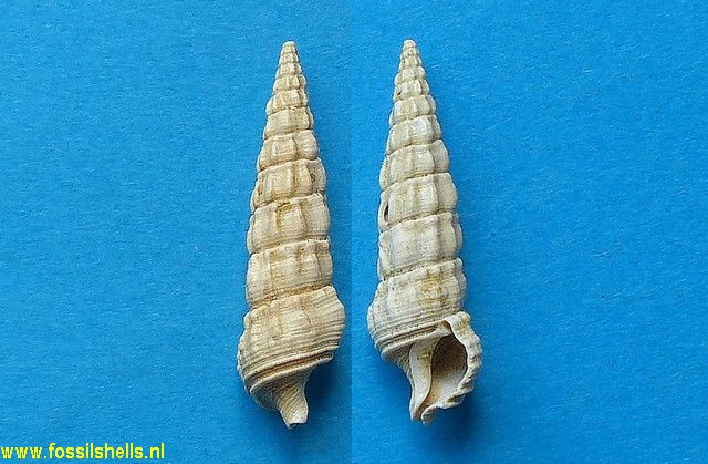 Cerithium heptagonum