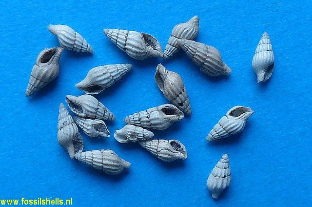 Anachis terebralis perlonga