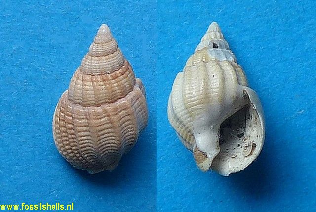 Nassarius salbriacensis
