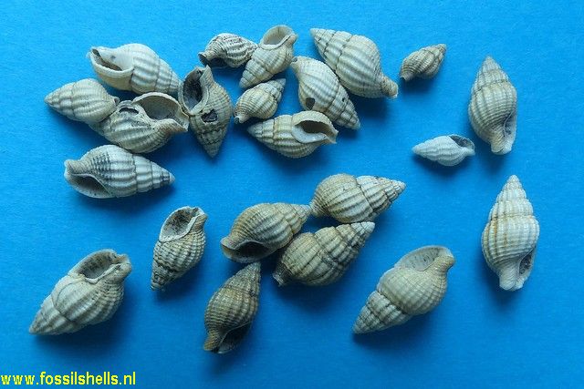 Nassarius vulgatissima
