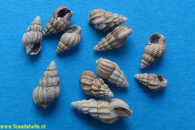 Nassarius sororcula