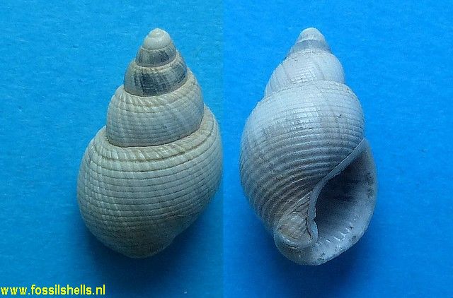 Nassarius substraminea