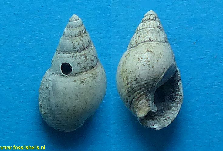 Nassarius oblita