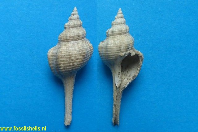 Euthriofusus burdigalensis