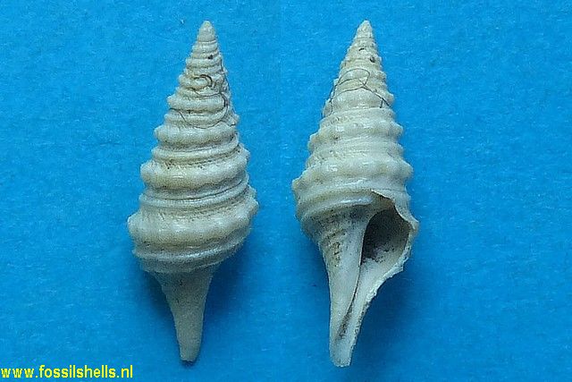 Turris monilis gallica