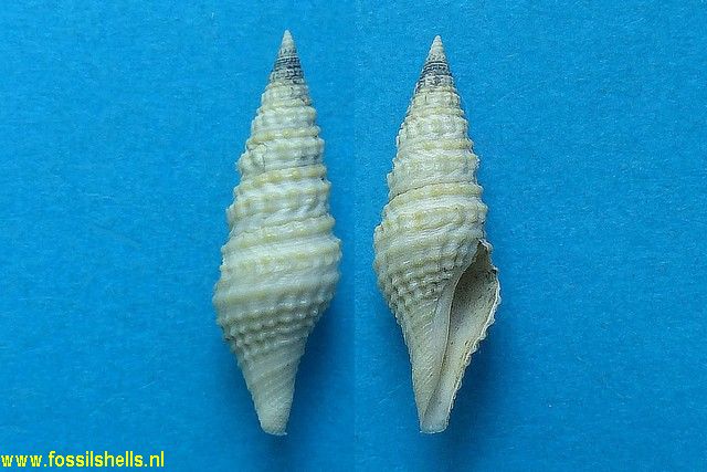 Turris disjuncta