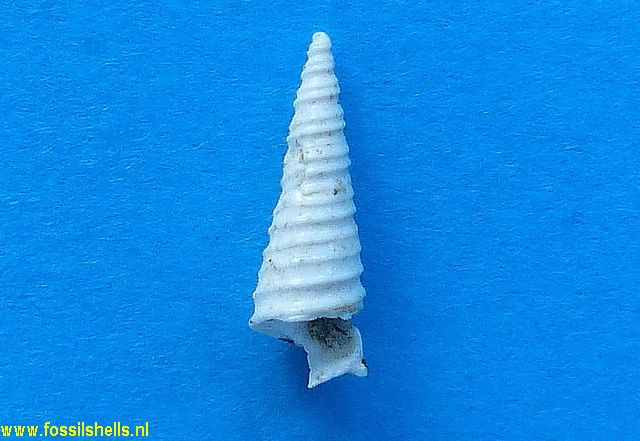 Protoma quadriplicata