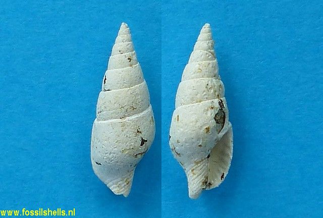 Columbella fallax miopedemontana