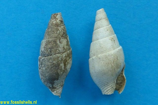 Columbella nassoides