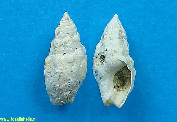 Dorsanum nodosocostatum