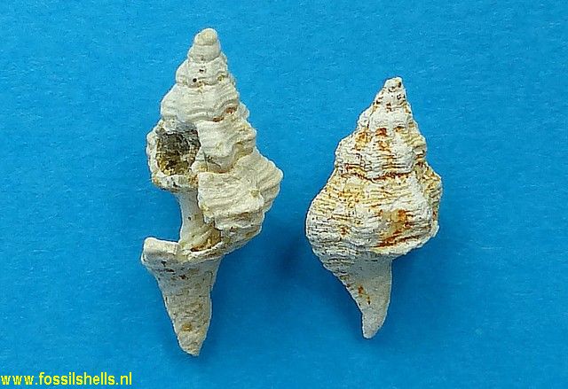 Fasciolaria tarbelliana