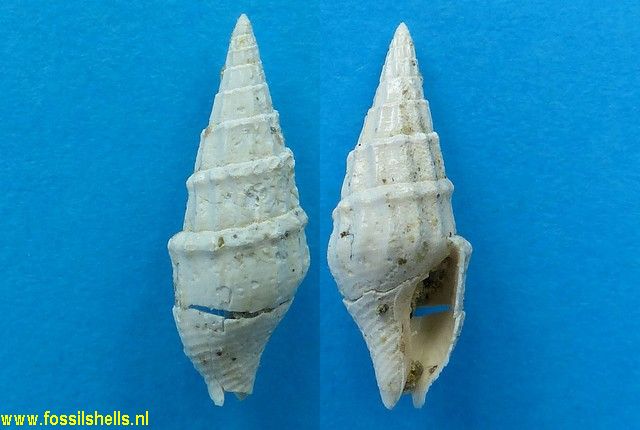 Mitrella thiara