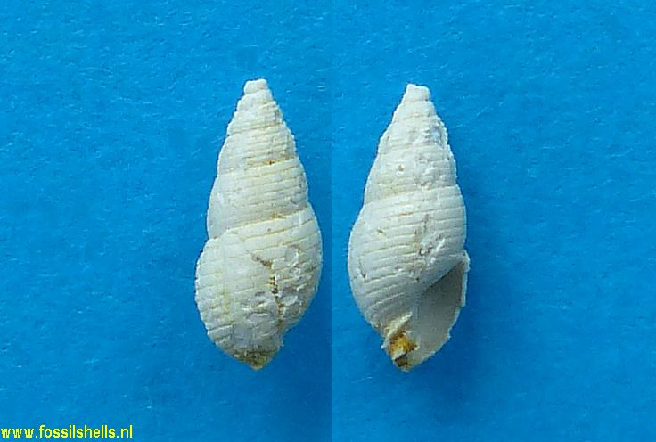 Cyllene paulucciana
