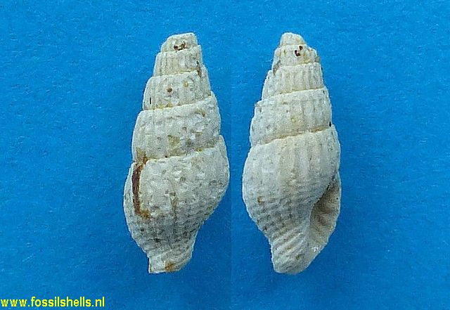 Mitrella species