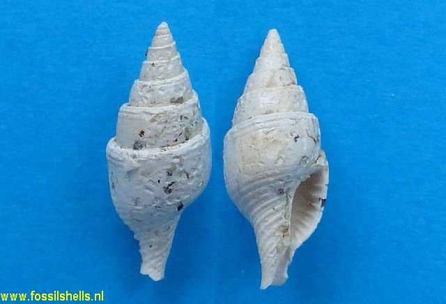 Mitrella species
