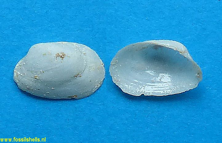 Trapezium grignonense