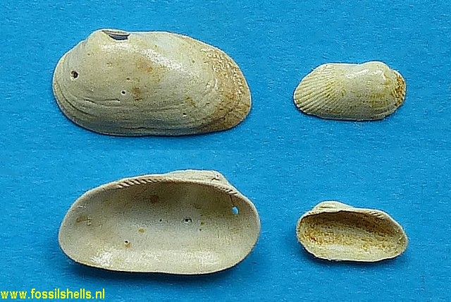 Barbatia distans