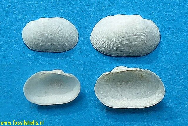 Cucullaria caillati