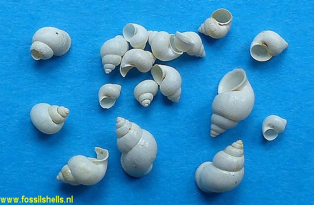 Staliola desmarestii