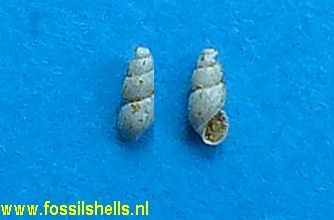 Ceratia minutissima