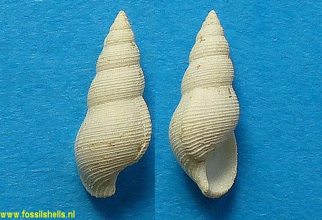 Pseudotaphrus buccinalis 
