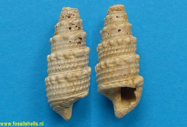 Terebralia labiata