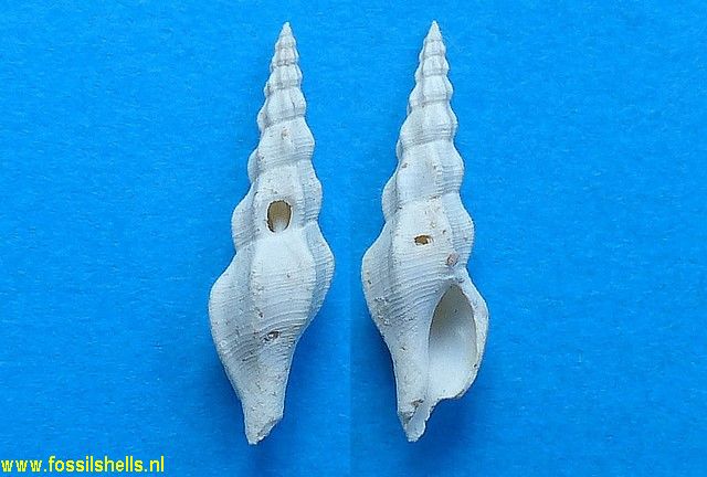 Pseudoandonia subulata