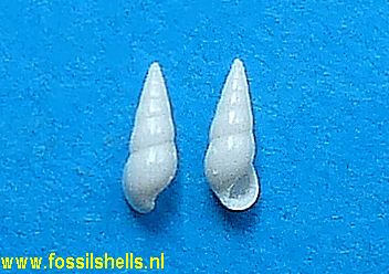 Rissoina polita 