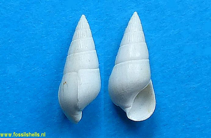 Zebina schwartzi 