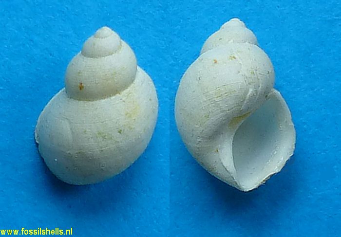 Pseudocirsope circumvallata