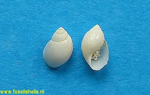 Lacunella depressa nitens