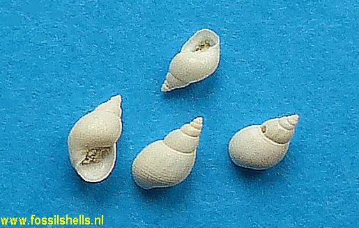 Elachisina loveni