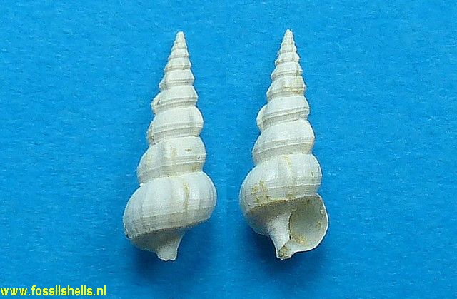 Hemicerithium incommodum