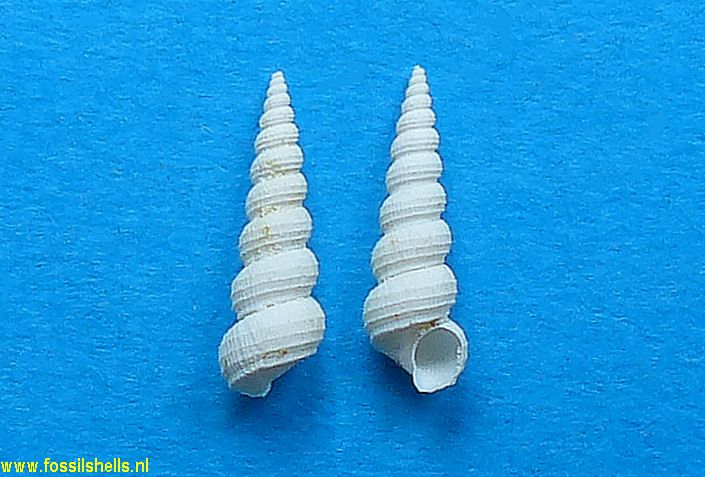 Hemicerithium bernayi