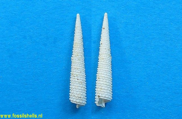 Triphora grignonensis