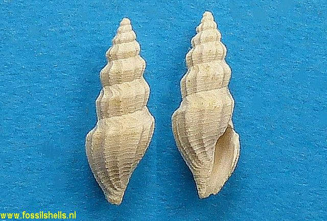 Raphitoma defrancei dameriacensis