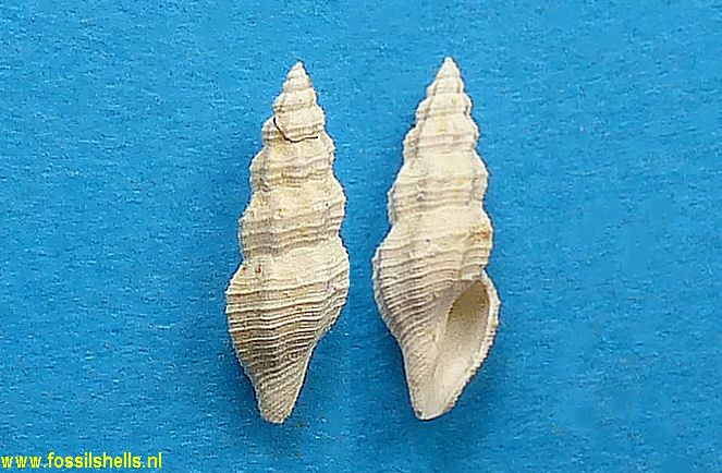 Raphitoma deshayesi